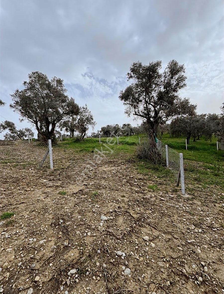 Buca Kırklar Köyünde Tapulu - Görsel 10