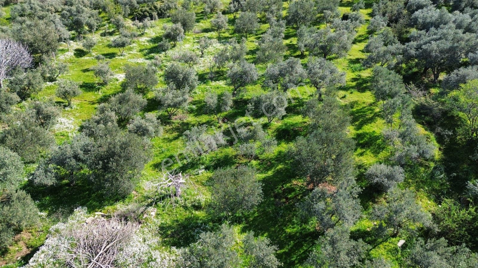 İzmir Tire Sb Emlak'tan Eskioba Mah. Yatırımlık Konut İmarlı Arsa - Görsel 10