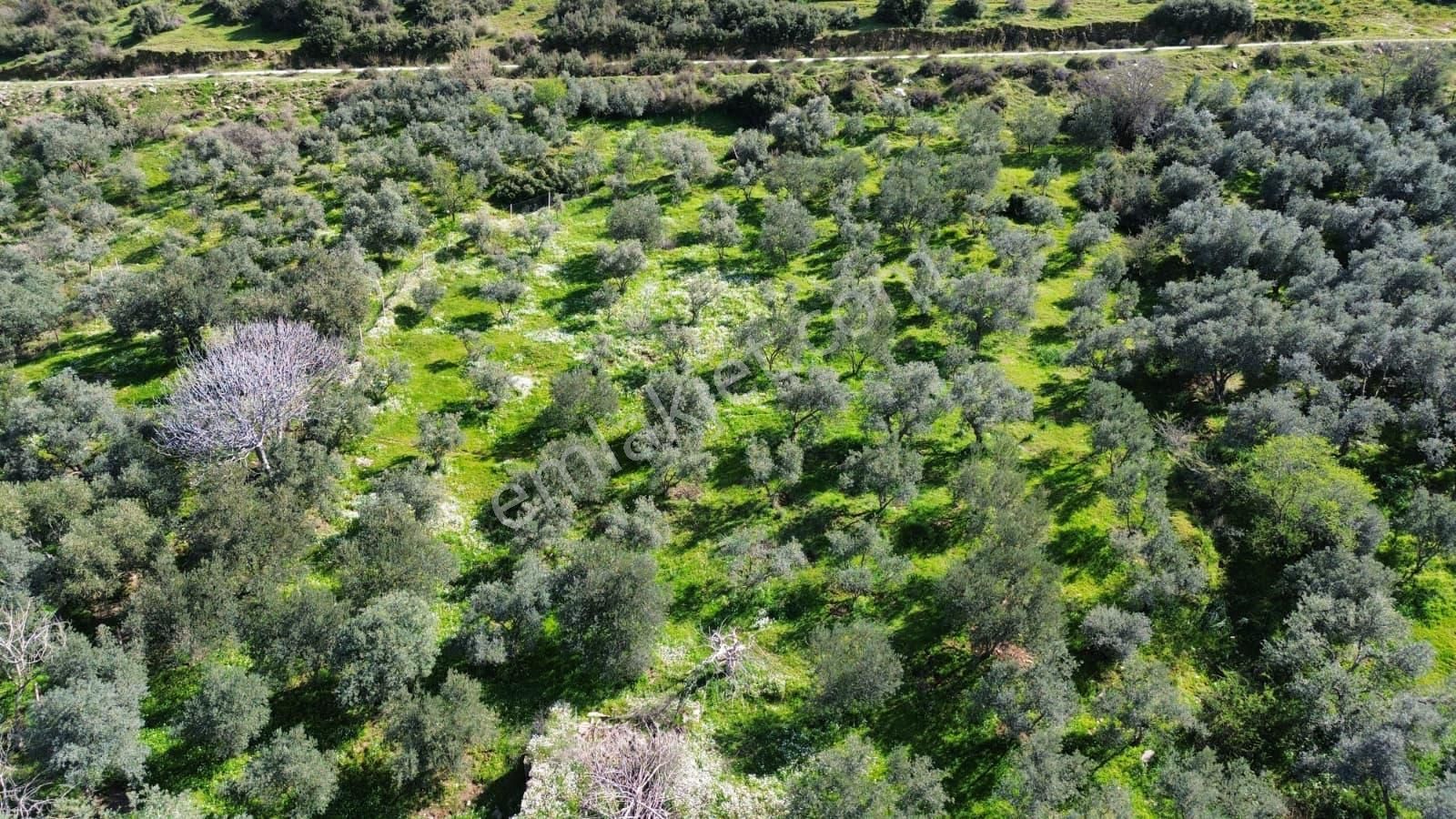 İzmir Tire Sb Emlak'tan Eskioba Mah. Yatırımlık Konut İmarlı Arsa - Görsel 8