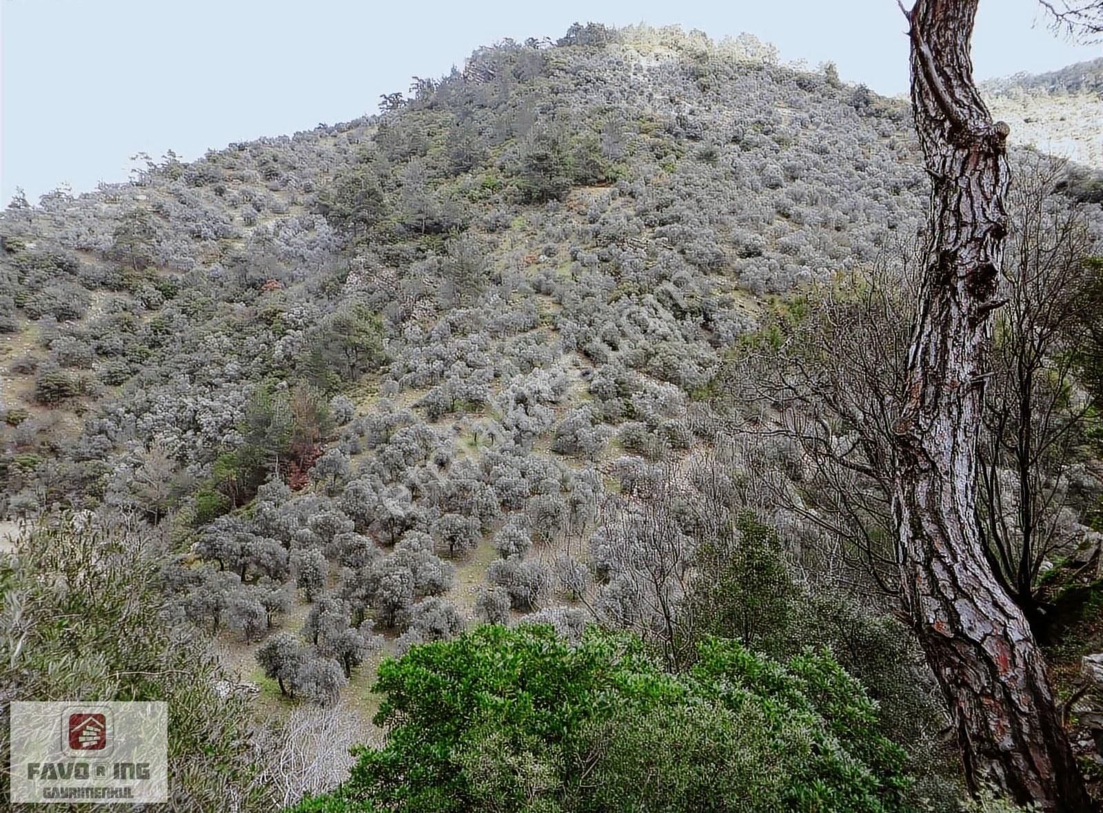 Bayındır Balcılar | 2005 M2 Yatırıma Uygun Satılık Zeytinlik - Görsel 7