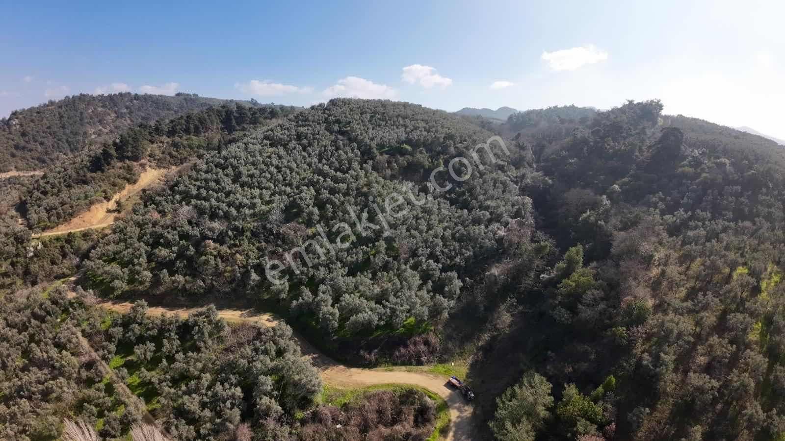 İznik Göllücede Göl Manzaralı Müstakil Zeytinlik 2072 M² - Görsel 3