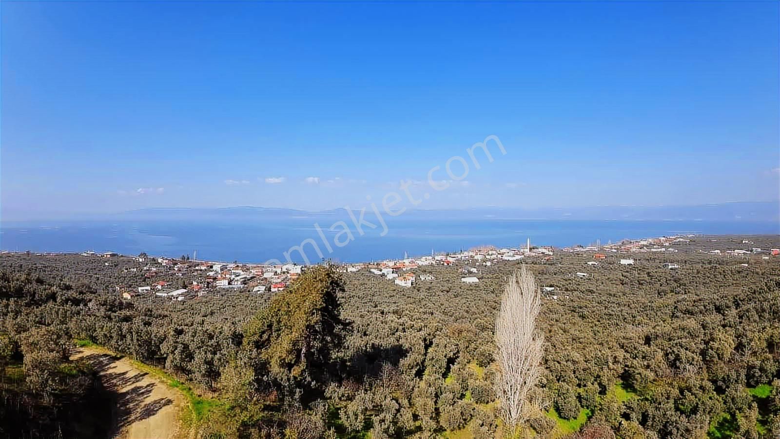 İznik Göllücede Göl Manzaralı Müstakil Zeytinlik 2072 M² - Görsel 12