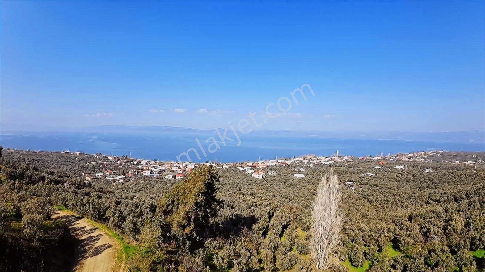 İznik Göllücede Göl Manzaralı Müstakil Zeytinlik 2072 M² - Görsel 14
