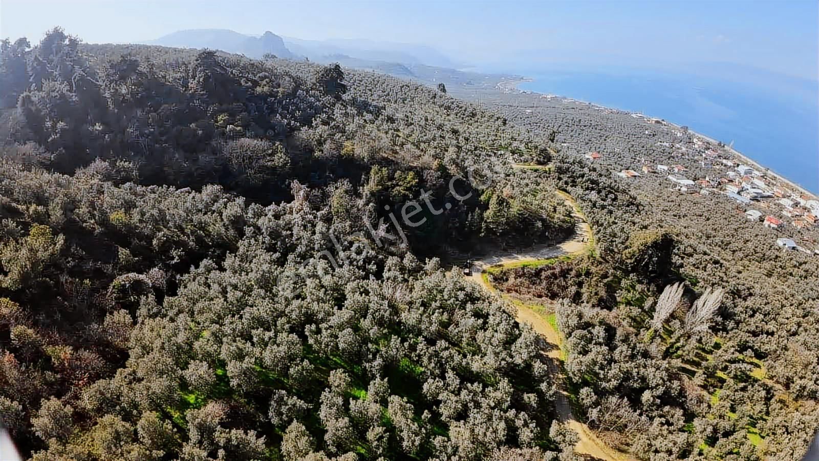 İznik Göllücede Göl Manzaralı Müstakil Zeytinlik 2072 M² - Görsel 13