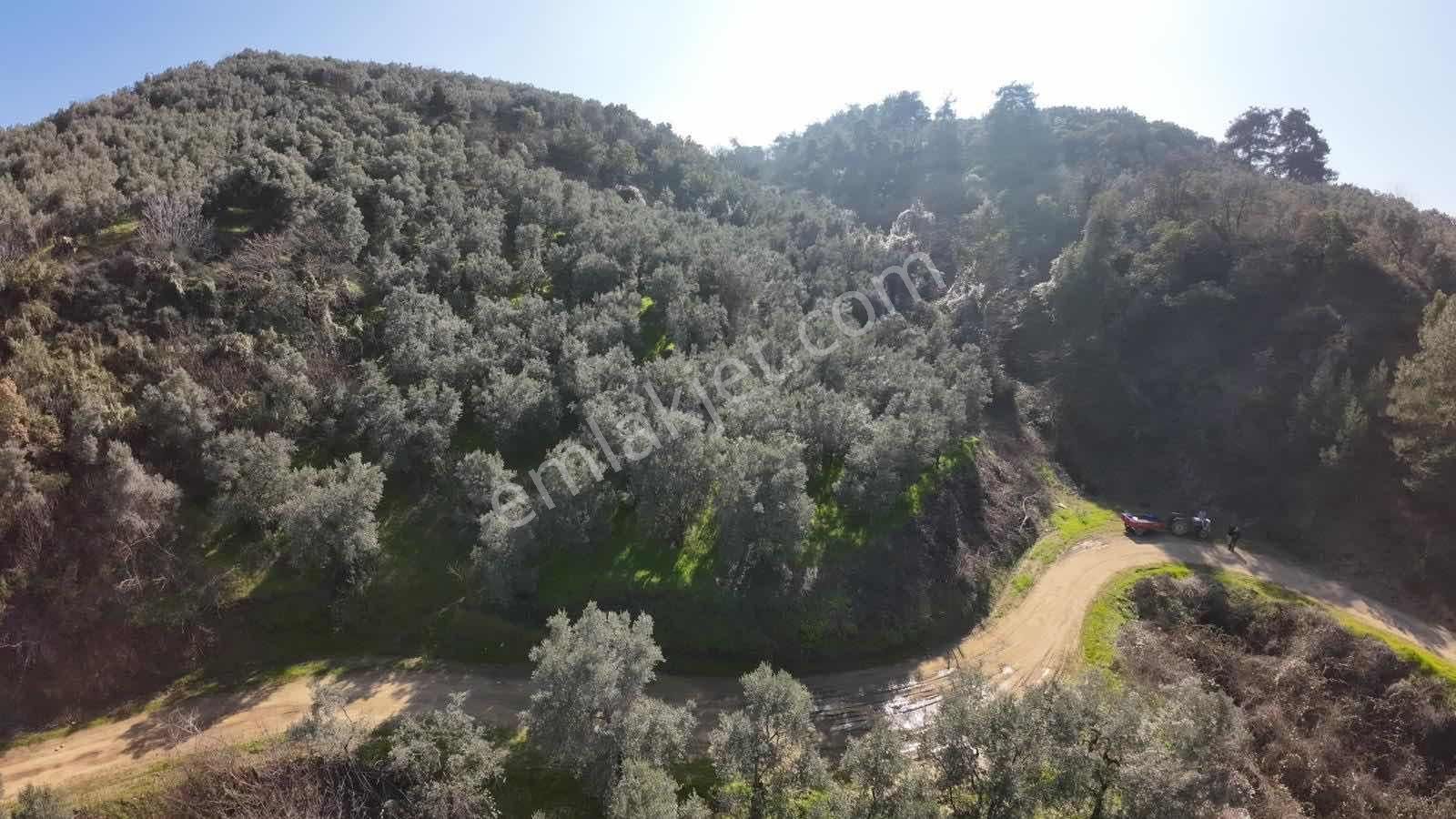 İznik Göllücede Göl Manzaralı Müstakil Zeytinlik 2072 M² - Görsel 5