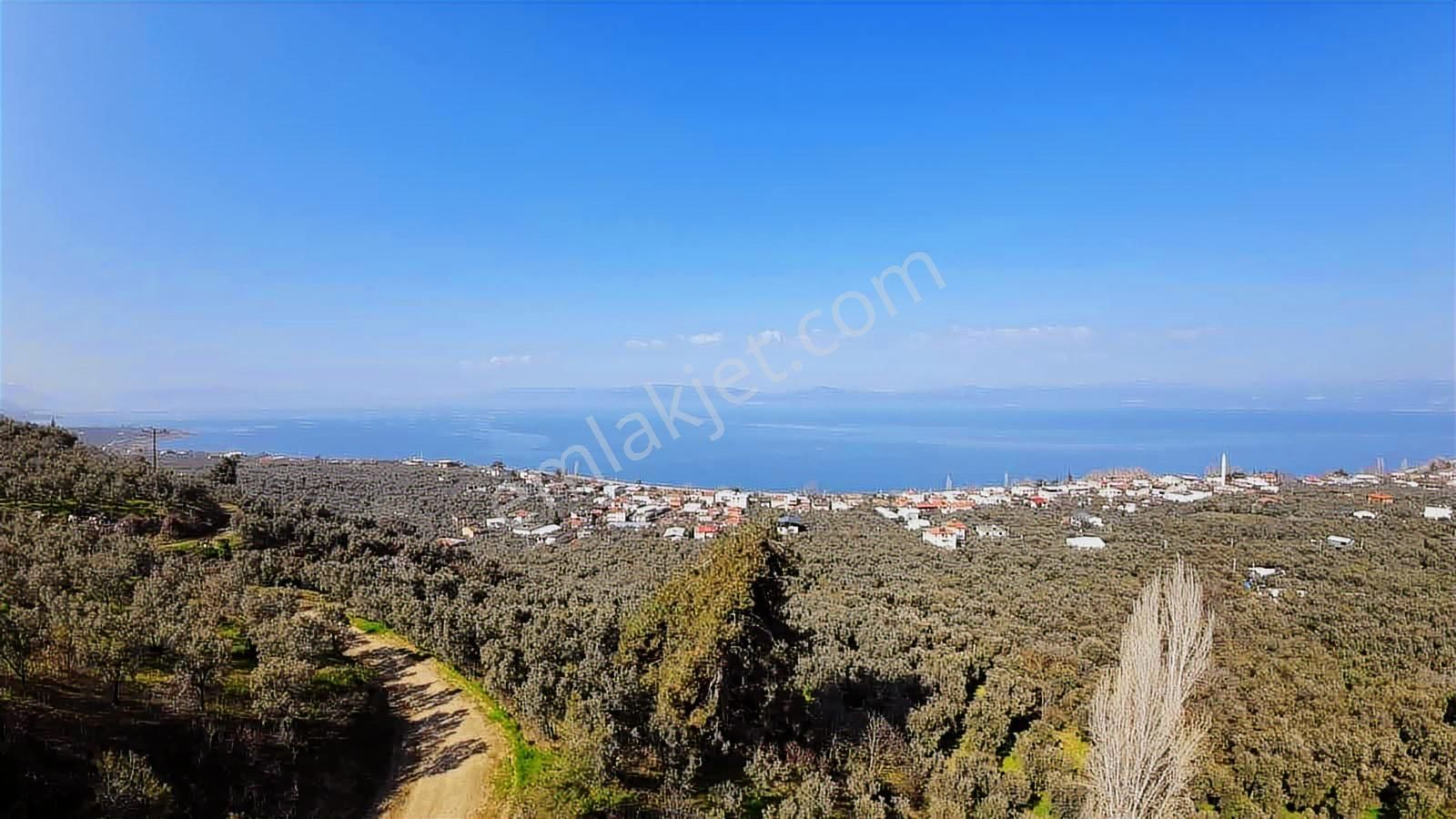 İznik Göllücede Göl Manzaralı Müstakil Zeytinlik 2072 M² - Görsel 2