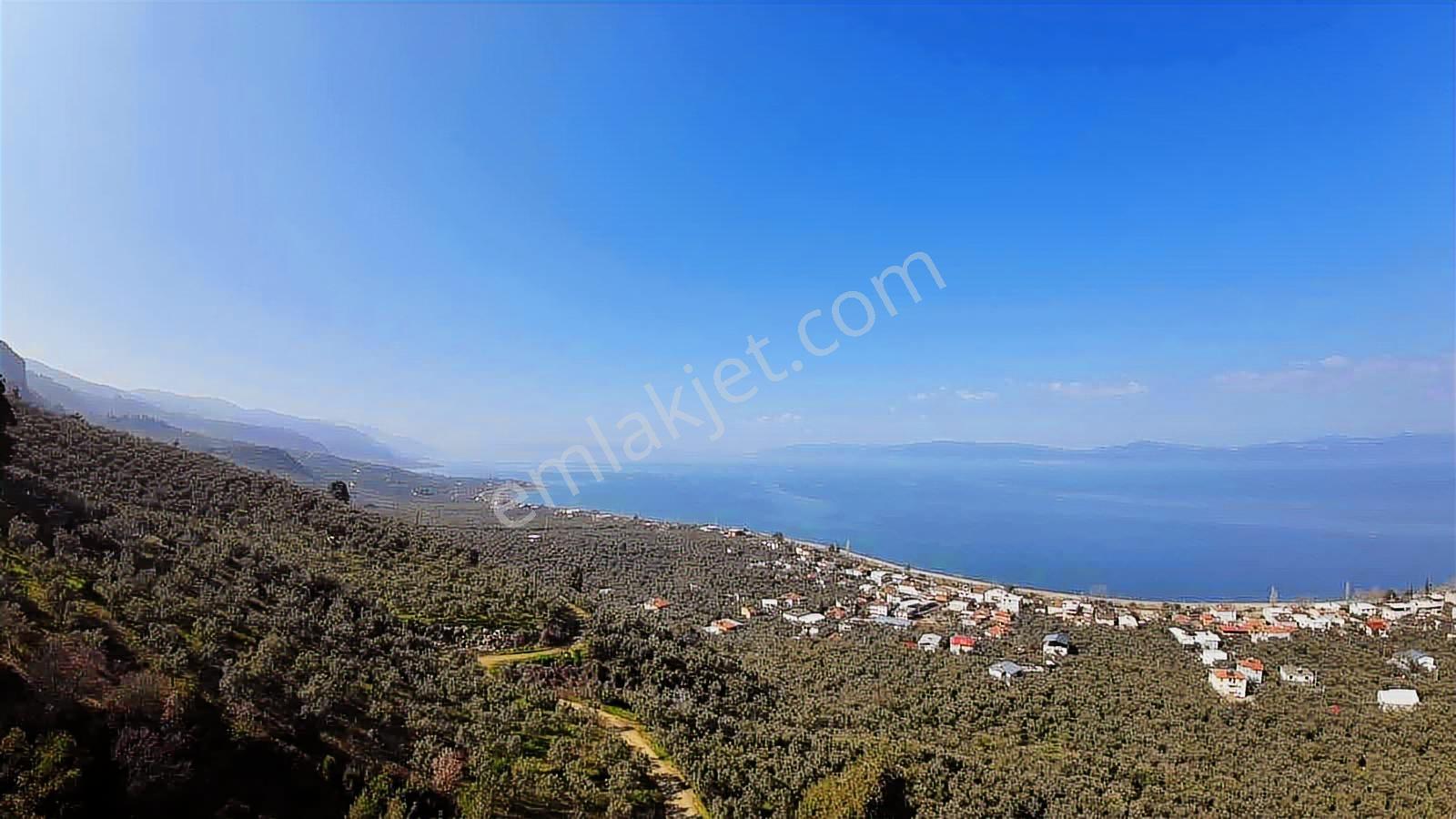 İznik Göllücede Göl Manzaralı Müstakil Zeytinlik 2072 M² - Görsel 9