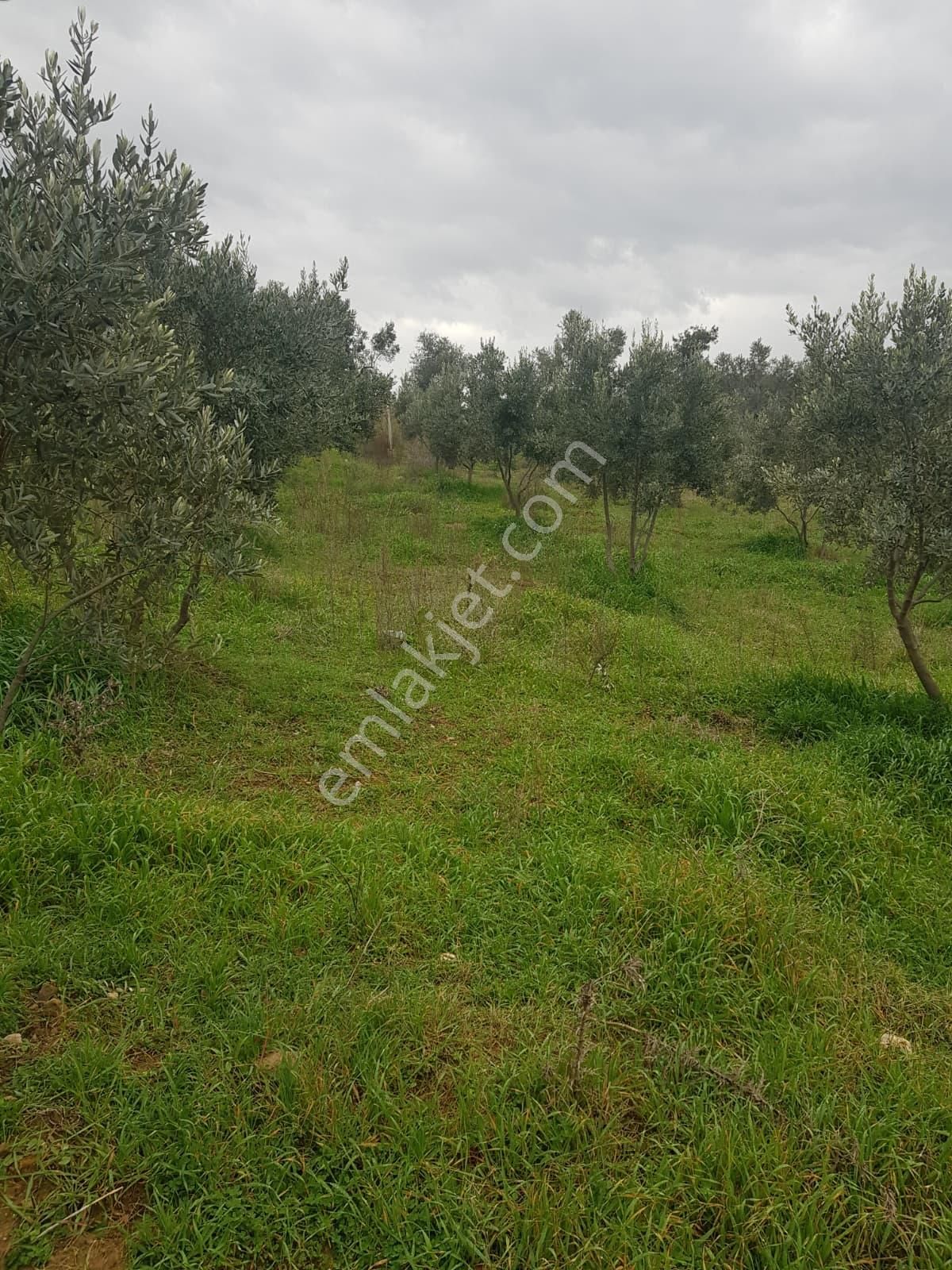 Menderes Turyap'tan Akçaköy'de 7250 M²hisse Tapulu Taşevli Tarla - Görsel 4