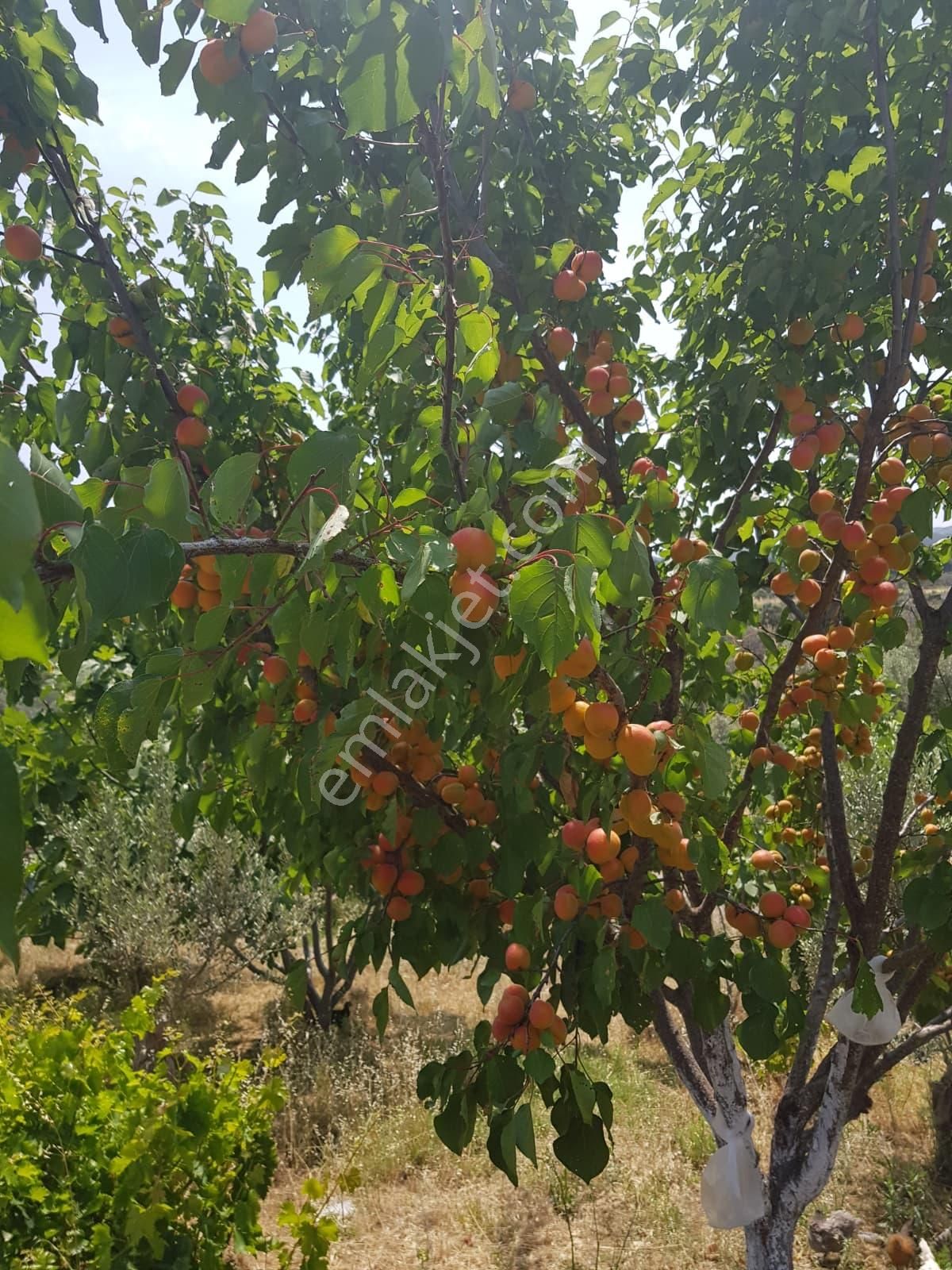 Menderes Turyap'tan Akçaköy'de 7250 M²hisse Tapulu Taşevli Tarla - Görsel 27