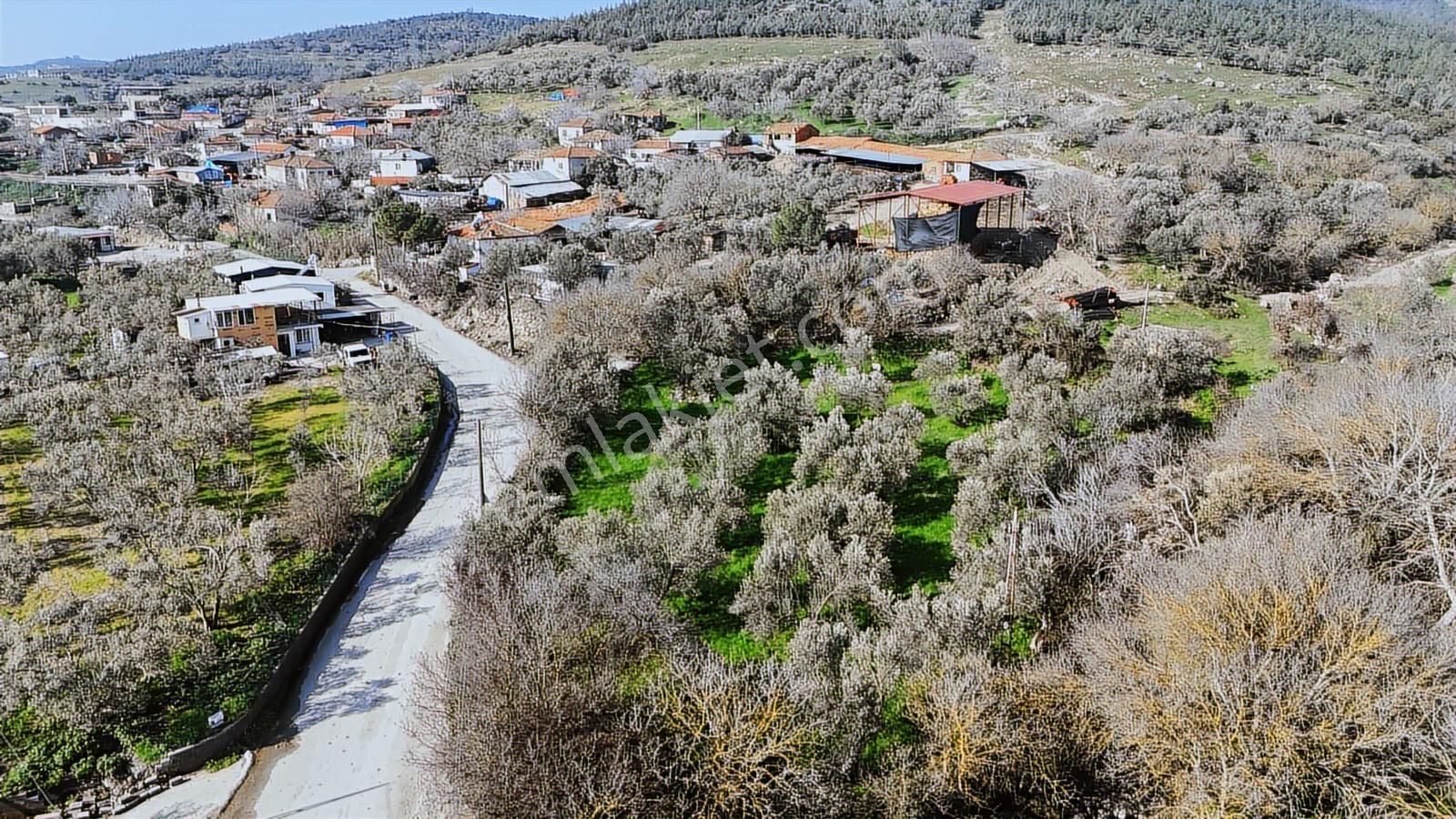 Bergama Kaşıkçı Mahallesinde Satılık Zeytinlik - Görsel 32