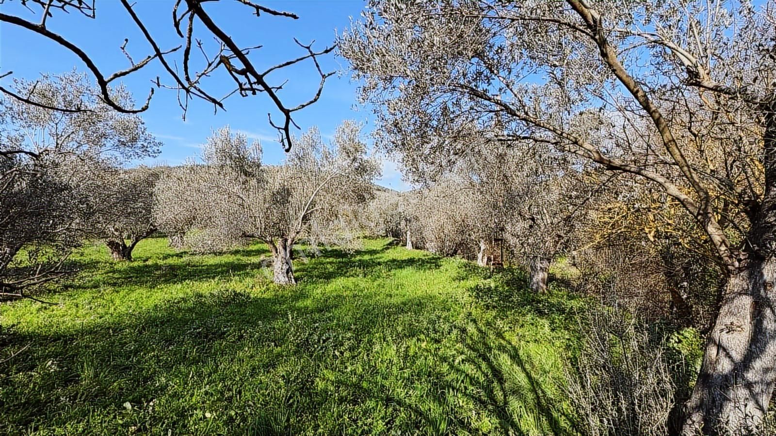 Bergama Kaşıkçı Mahallesinde Satılık Zeytinlik - Görsel 6