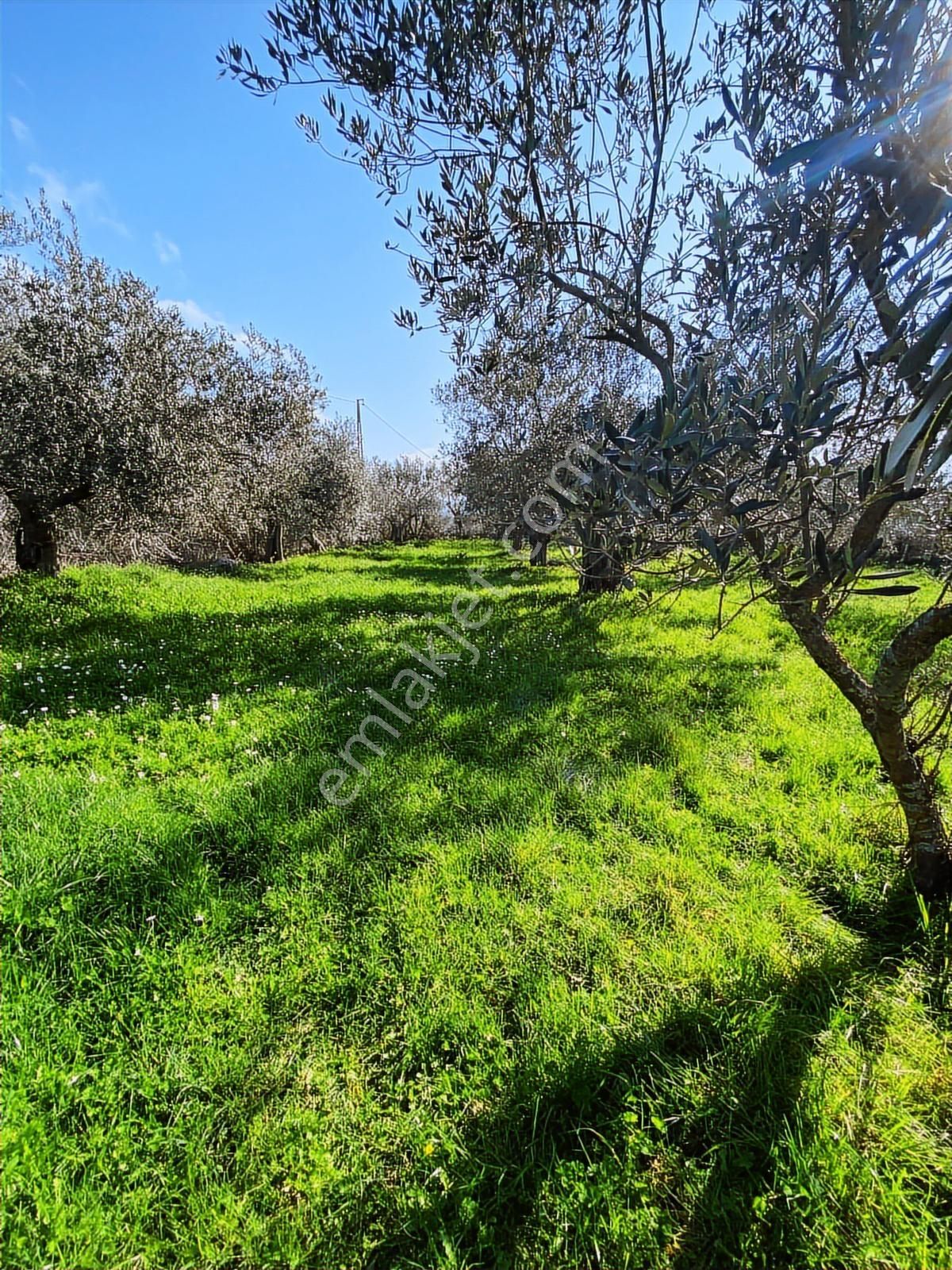 Bergama Kaşıkçı Mahallesinde Satılık Zeytinlik - Görsel 23