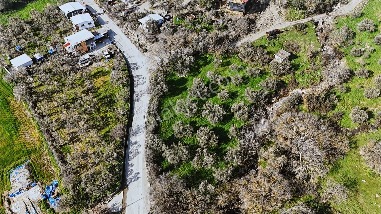Bergama Kaşıkçı Mahallesinde Satılık Zeytinlik - Görsel 34