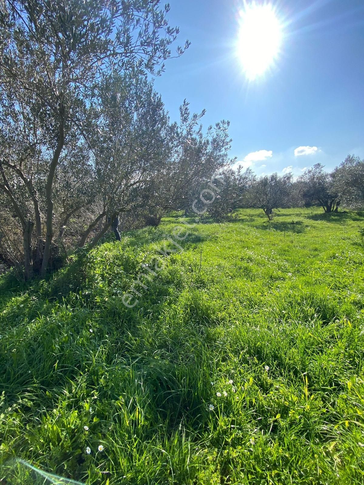 Bergama Kaşıkçı Mahallesinde Satılık Zeytinlik - Görsel 24