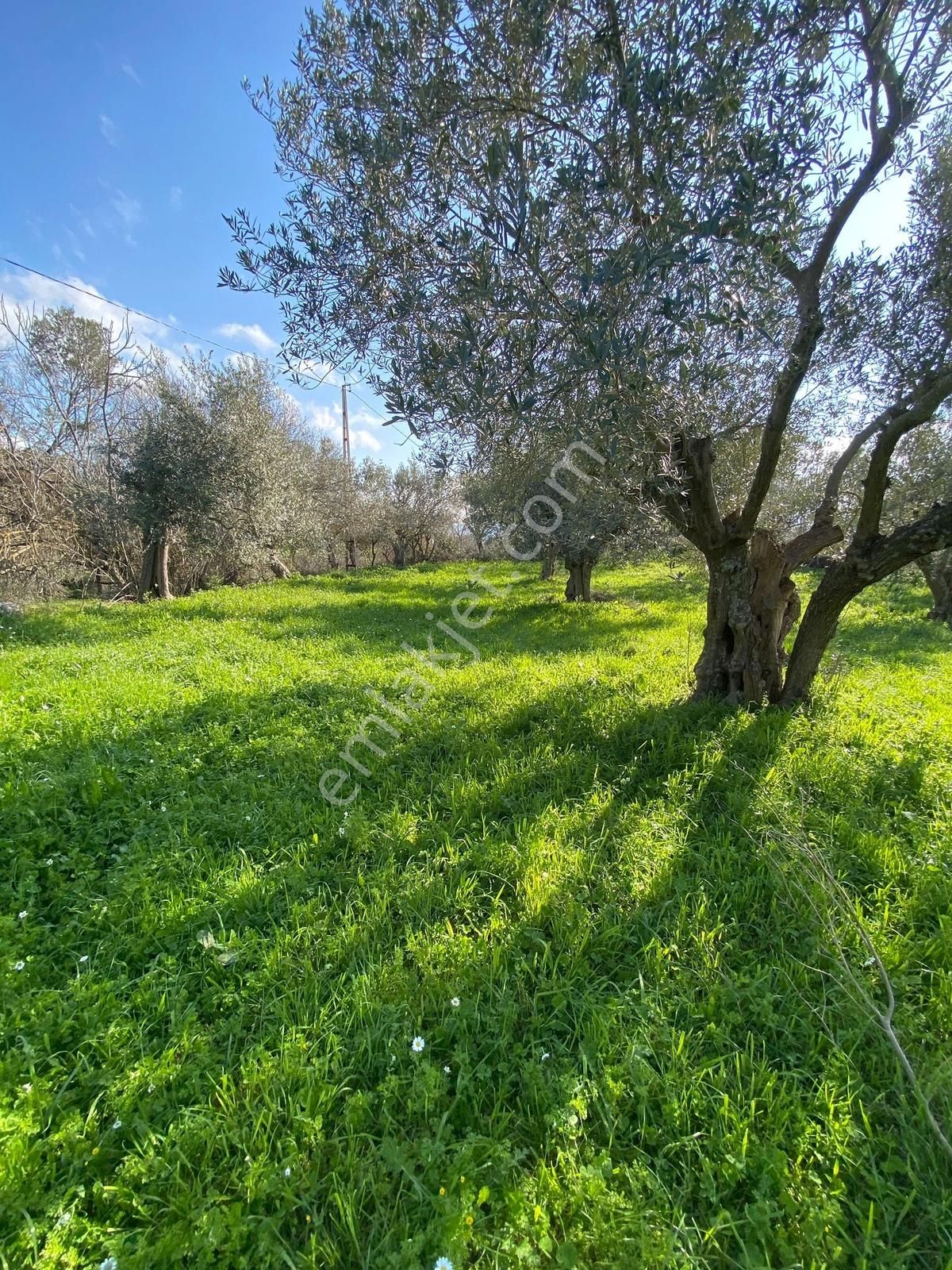 Bergama Kaşıkçı Mahallesinde Satılık Zeytinlik - Görsel 22