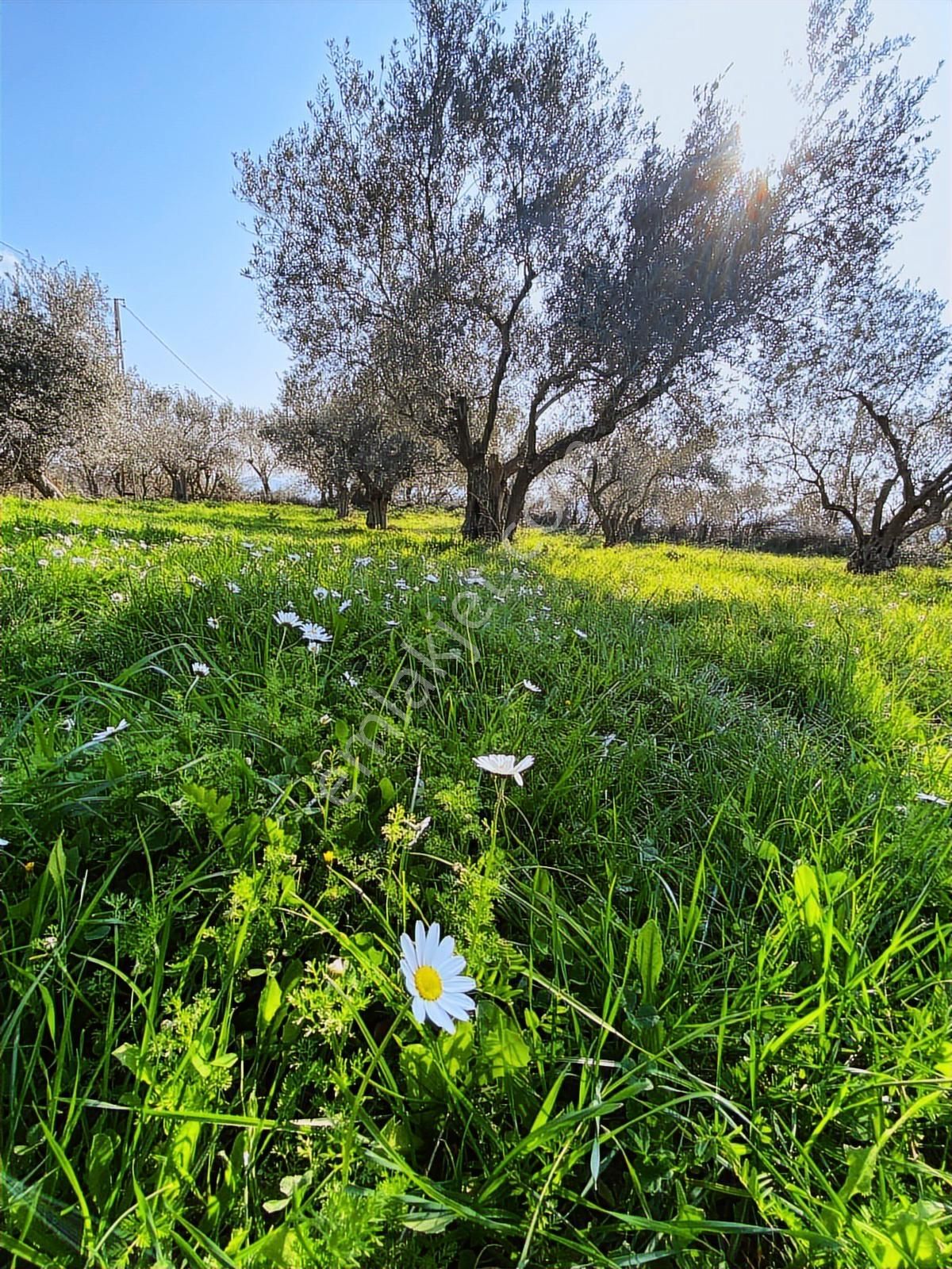 Bergama Kaşıkçı Mahallesinde Satılık Zeytinlik - Görsel 16