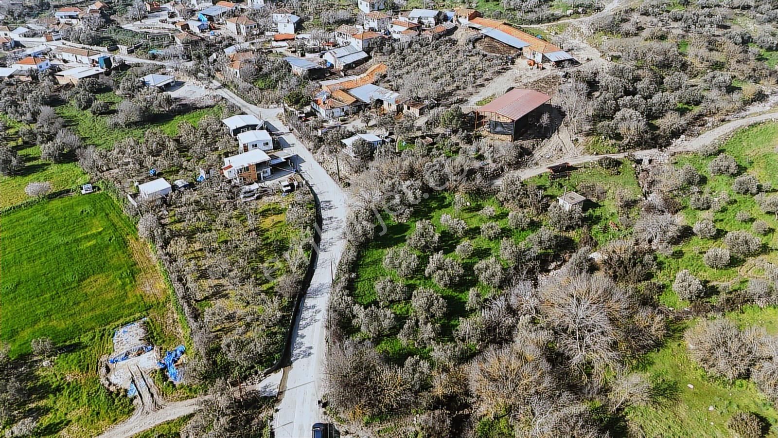 Bergama Kaşıkçı Mahallesinde Satılık Zeytinlik