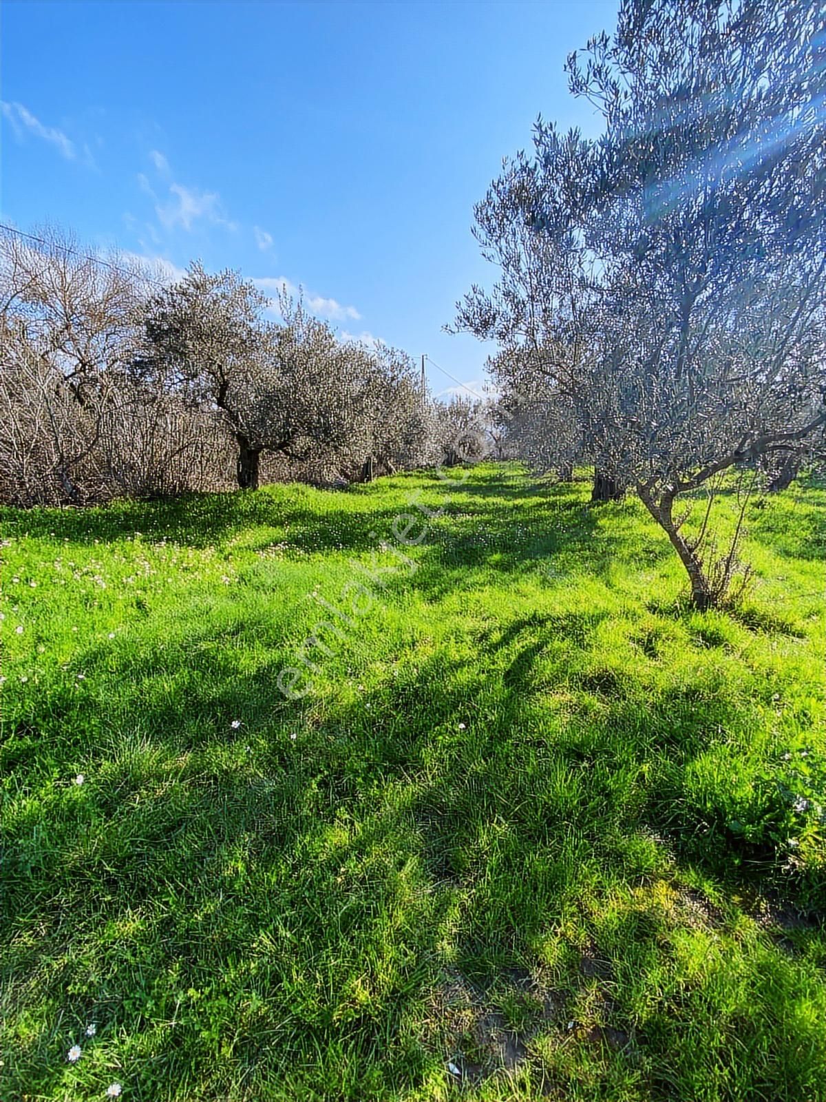 Bergama Kaşıkçı Mahallesinde Satılık Zeytinlik - Görsel 17
