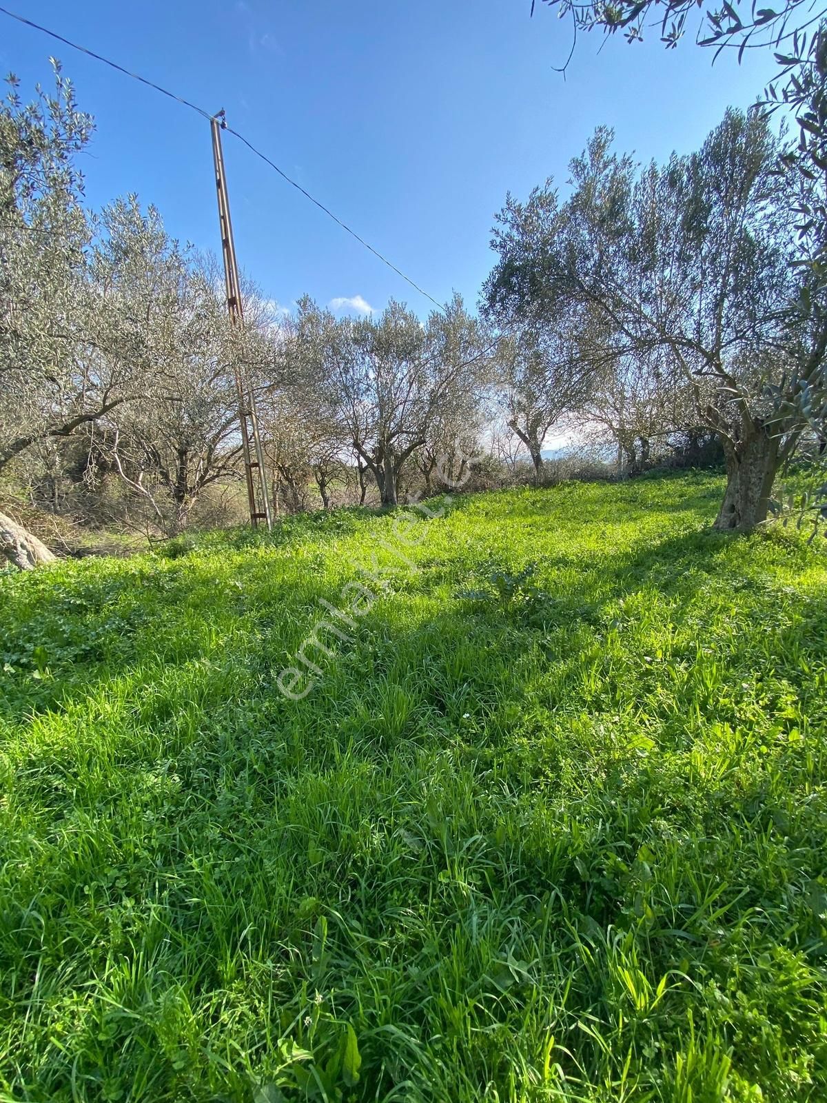 Bergama Kaşıkçı Mahallesinde Satılık Zeytinlik - Görsel 15