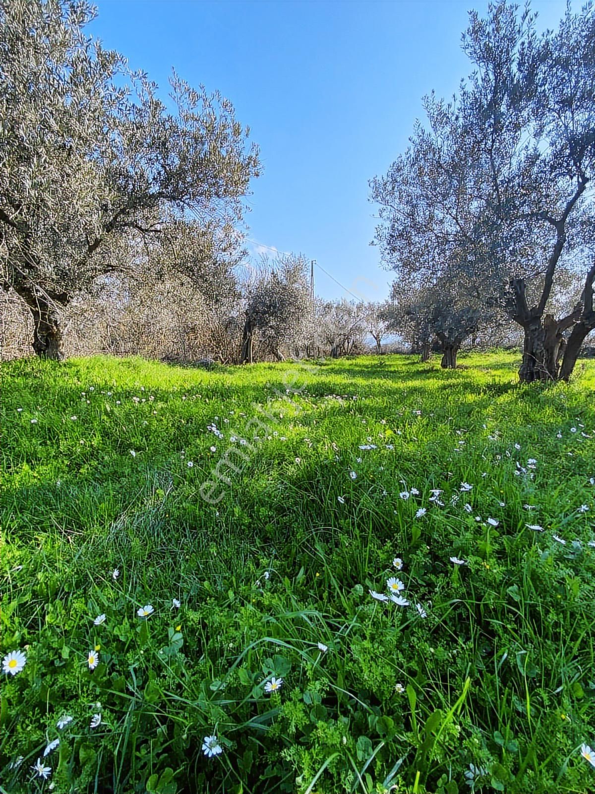 Bergama Kaşıkçı Mahallesinde Satılık Zeytinlik - Görsel 14