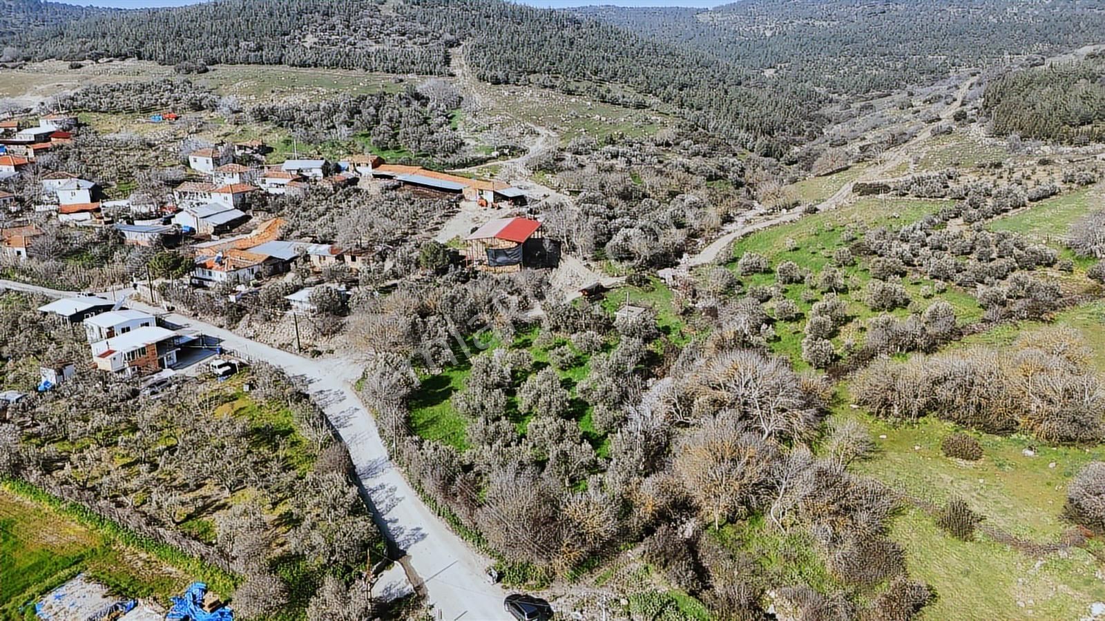 Bergama Kaşıkçı Mahallesinde Satılık Zeytinlik - Görsel 33