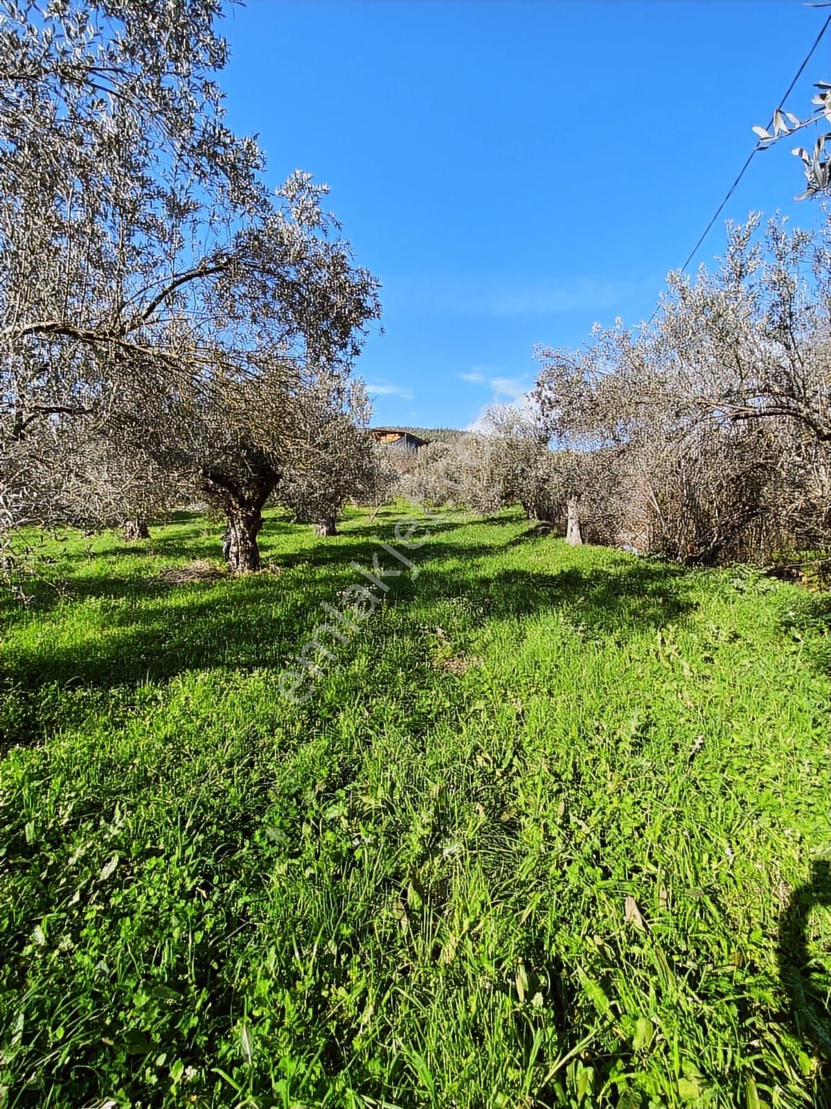 Bergama Kaşıkçı Mahallesinde Satılık Zeytinlik - Görsel 21