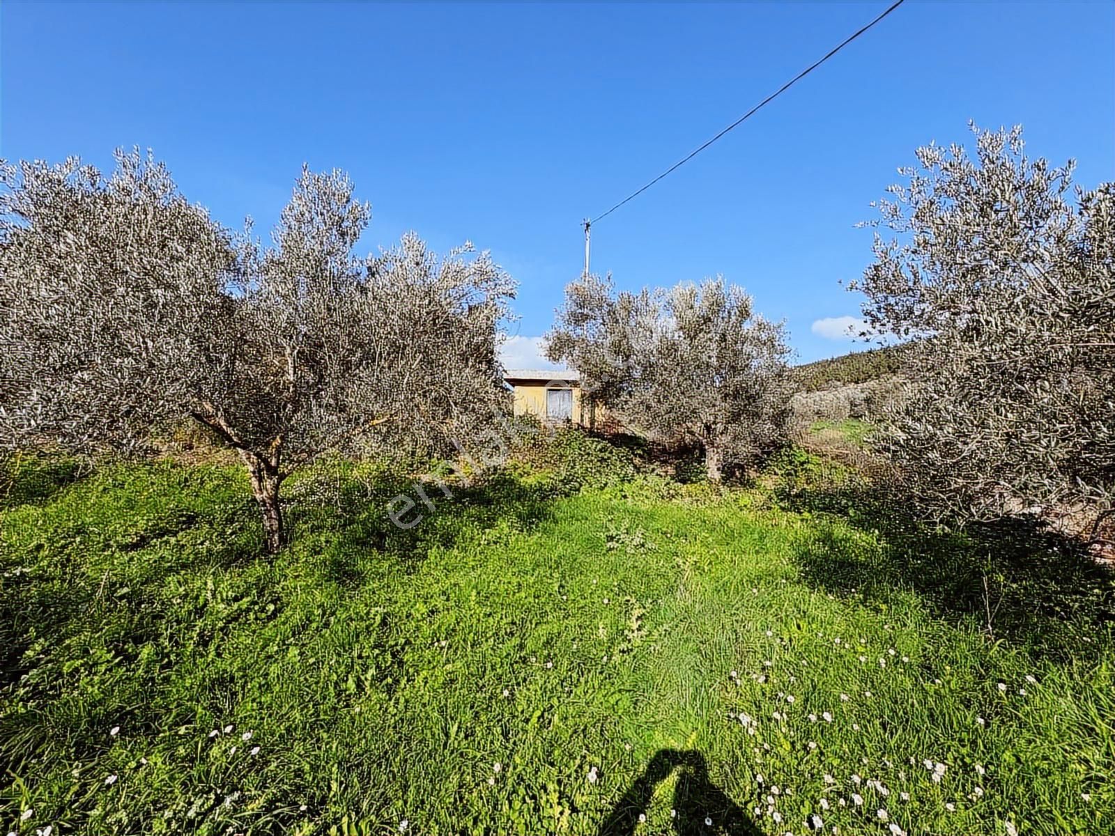 Bergama Kaşıkçı Mahallesinde Satılık Zeytinlik - Görsel 3