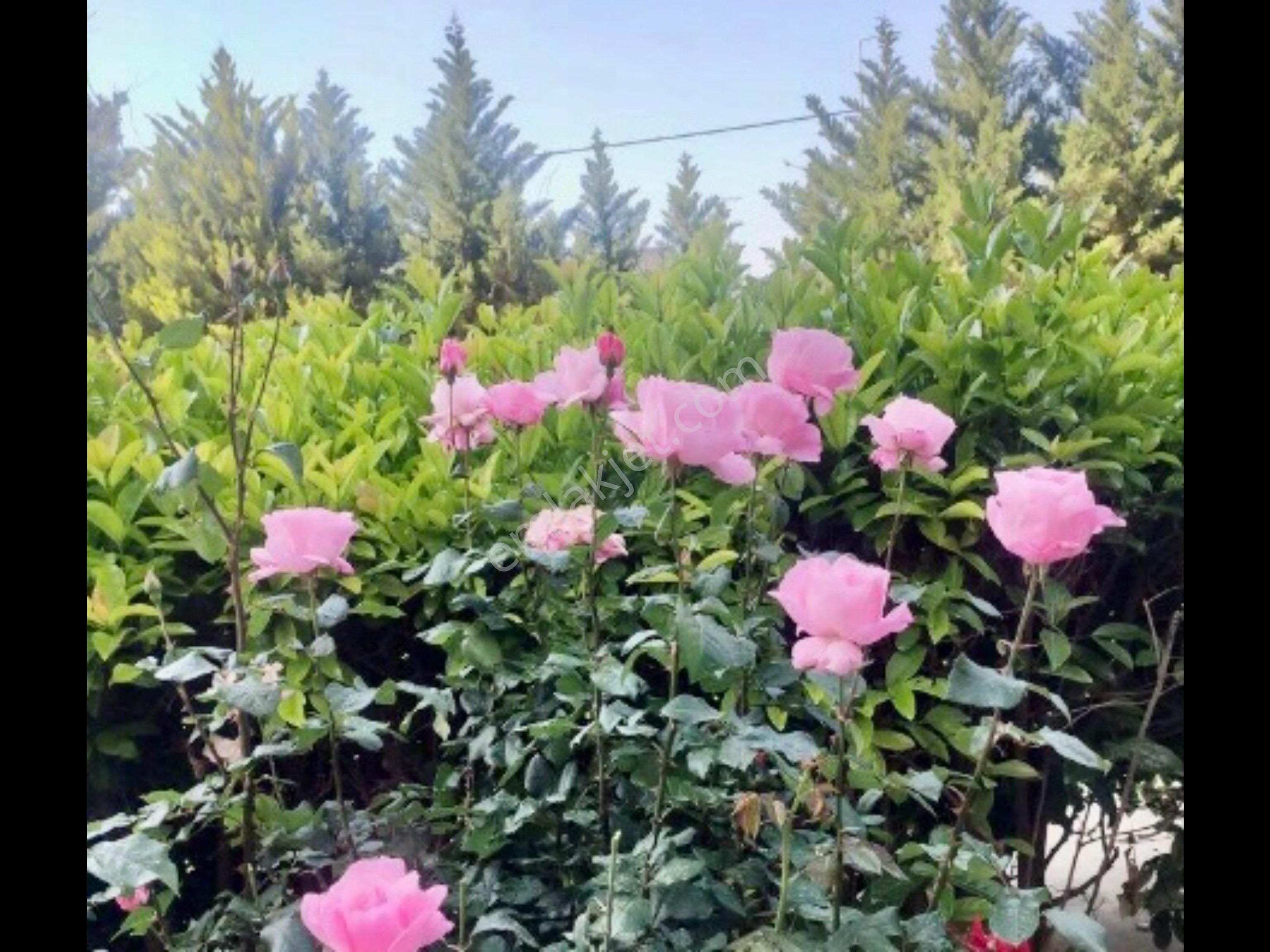 Antalya Altıntaş’da Deniz Ve Doğa Manzaralı Ferah 3+1 - Görsel 23