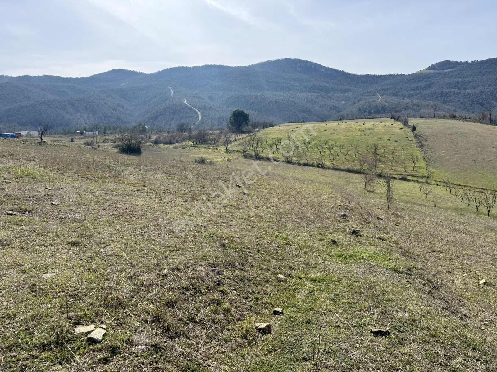 İznik Çampınar'da Gölü Gören, Yerleşime Yakın 7802 M2 Tarla - Görsel 8