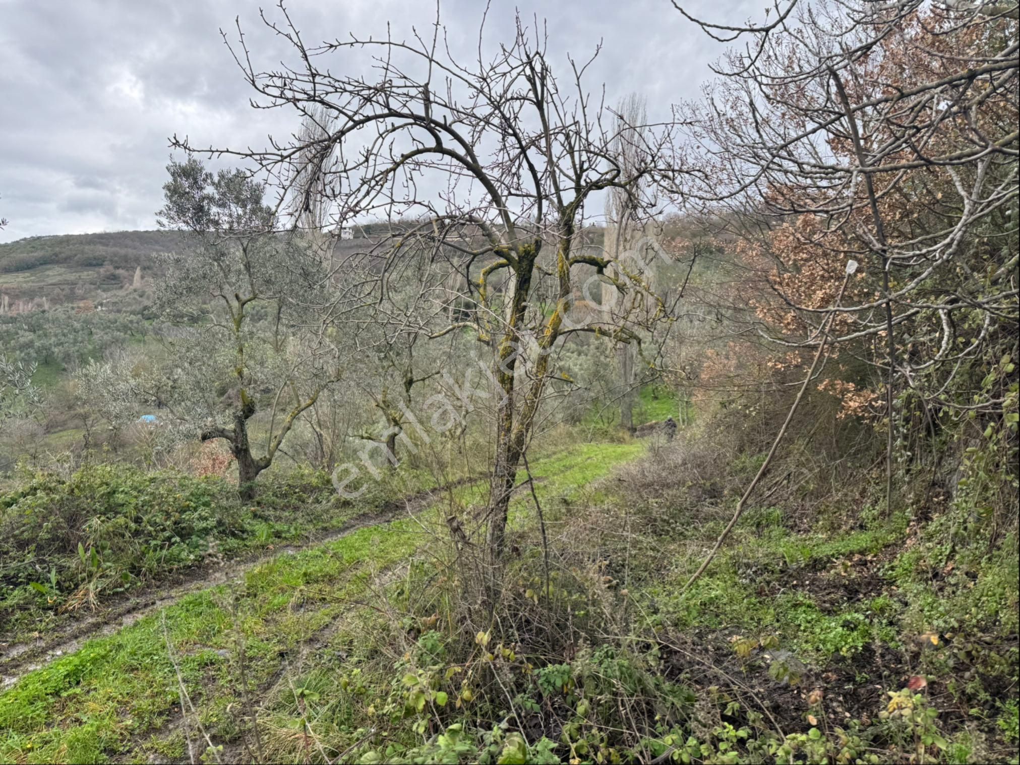 Beka Gayrimenkul'den Fındıklı'da 1691 M2 Göl Manzaralı Tarla - Görsel 15