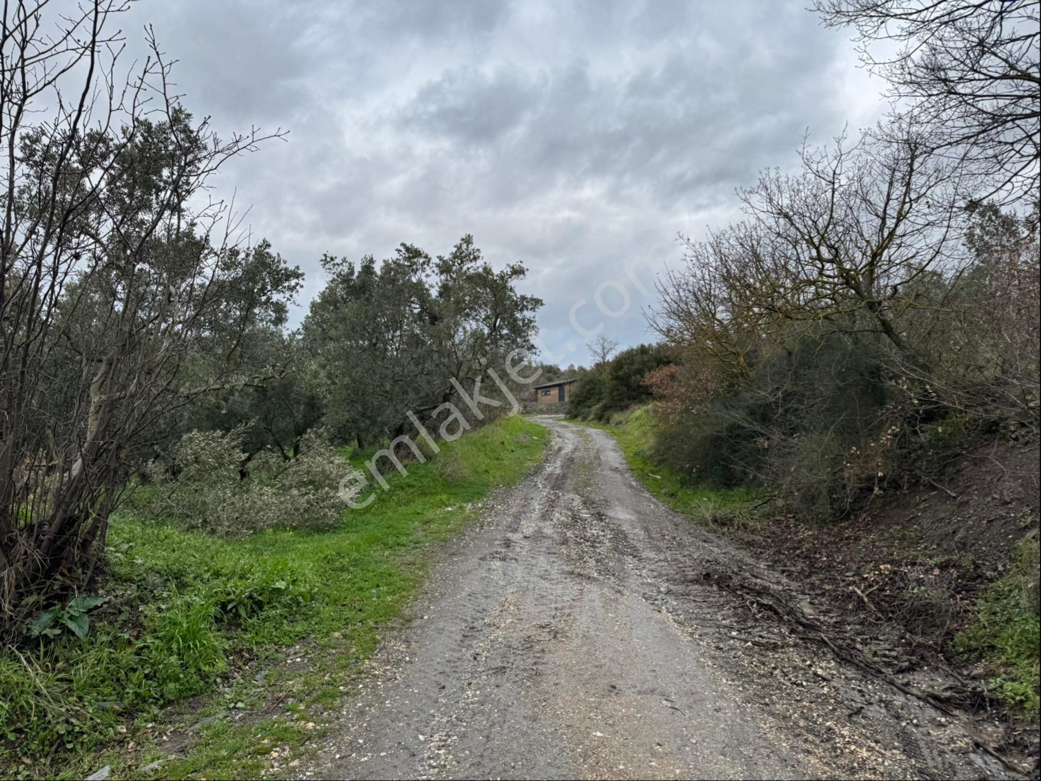 Beka Gayrimenkul'den Fındıklı'da 1691 M2 Göl Manzaralı Tarla - Görsel 6