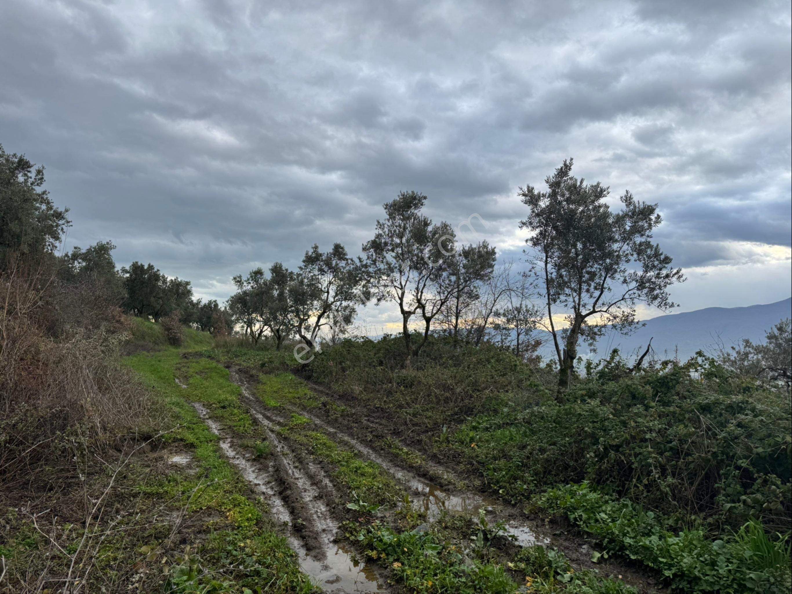 Beka Gayrimenkul'den Fındıklı'da 1691 M2 Göl Manzaralı Tarla - Görsel 14