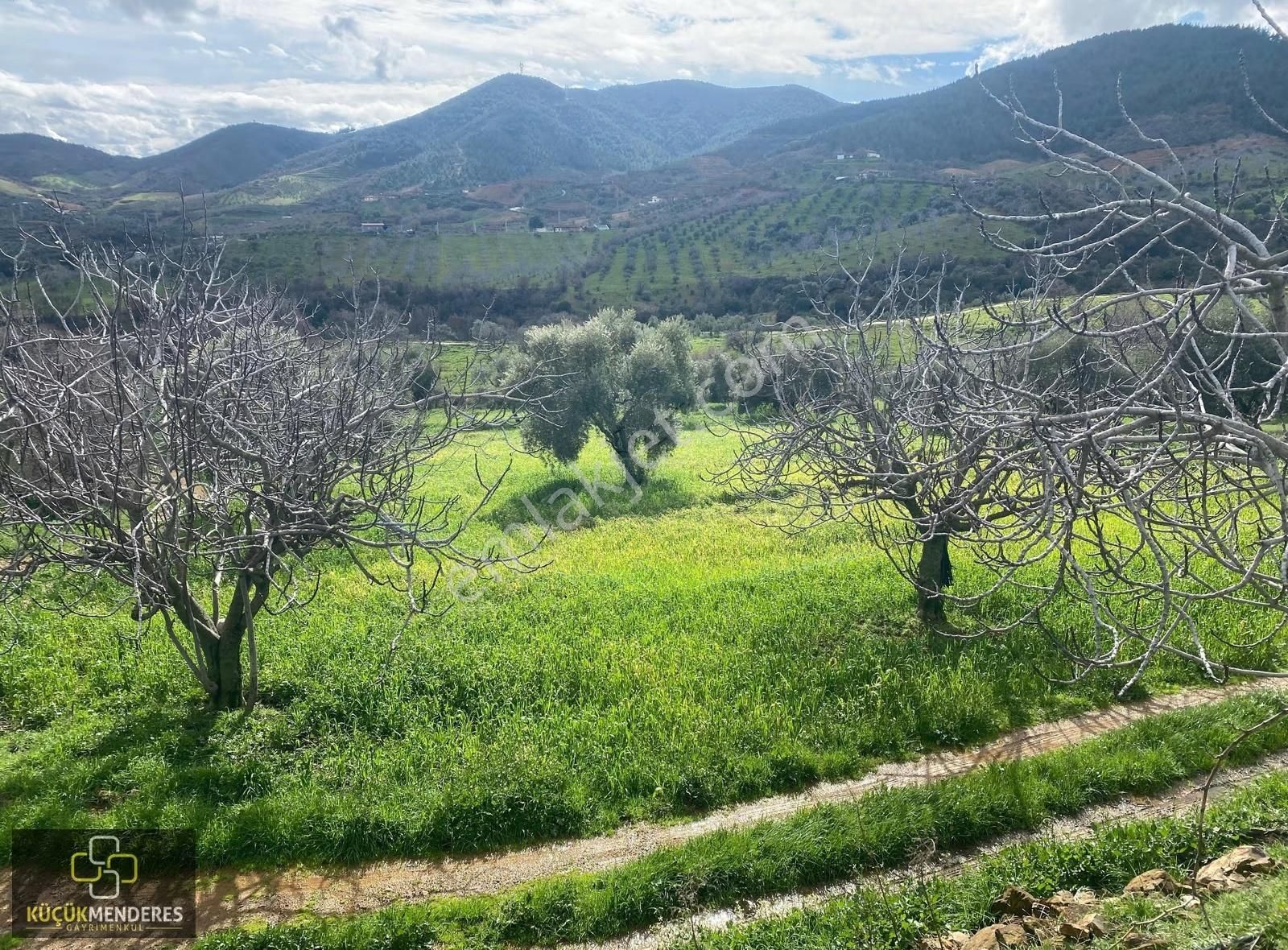 Kiraz Gedik Mh. Fırsaaatttttt Satılık Zeytin+incir+mahsul Bahçe
