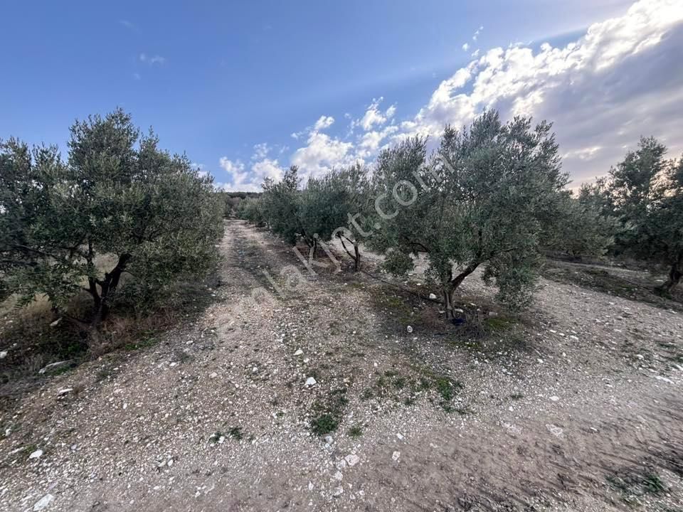 Tc Emlaktan Satılık 70 Dönüm Zeytinlik ! Elekktrik Su - Görsel 19