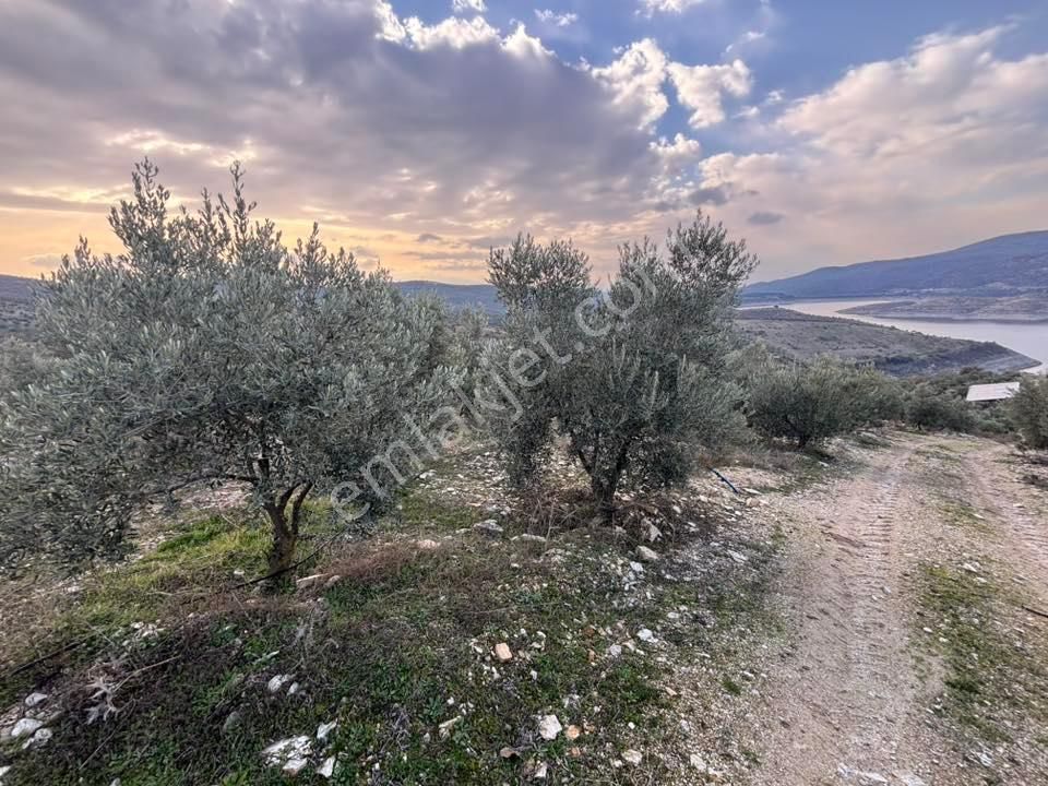 Tc Emlaktan Satılık 70 Dönüm Zeytinlik ! Elekktrik Su - Görsel 3