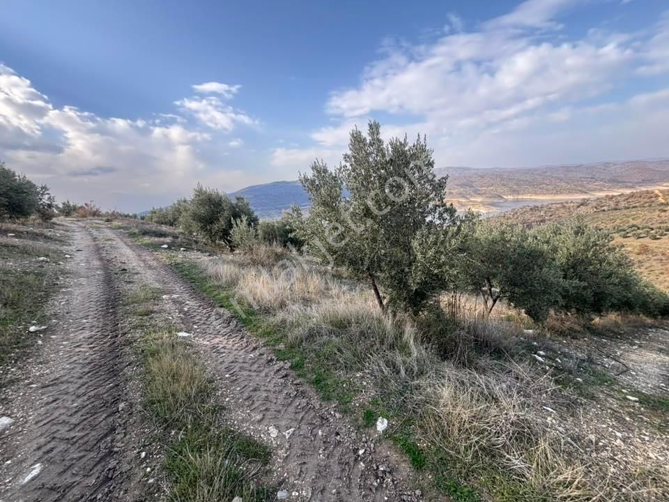 Tc Emlaktan Satılık 70 Dönüm Zeytinlik ! Elekktrik Su - Görsel 13