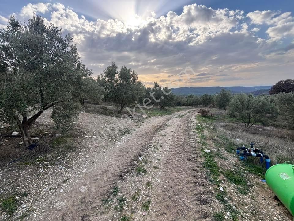 Tc Emlaktan Satılık 70 Dönüm Zeytinlik ! Elekktrik Su - Görsel 17