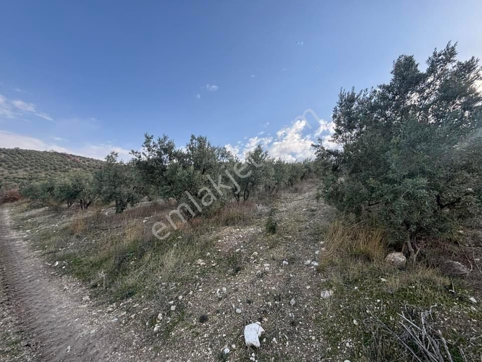 Tc Emlaktan Satılık 70 Dönüm Zeytinlik ! Elekktrik Su - Görsel 4