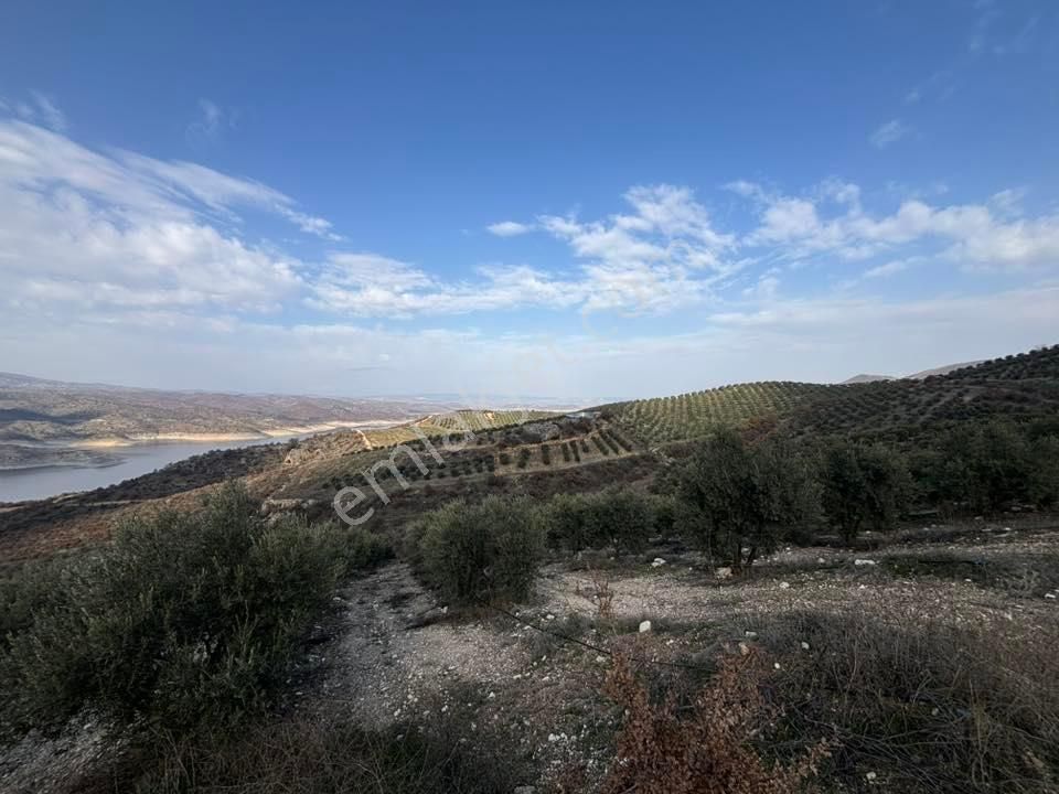 Tc Emlaktan Satılık 70 Dönüm Zeytinlik ! Elekktrik Su - Görsel 25