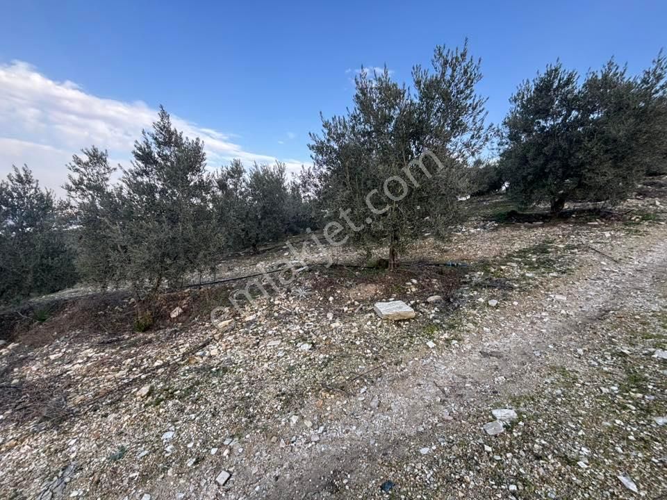 Tc Emlaktan Satılık 70 Dönüm Zeytinlik ! Elekktrik Su - Görsel 6