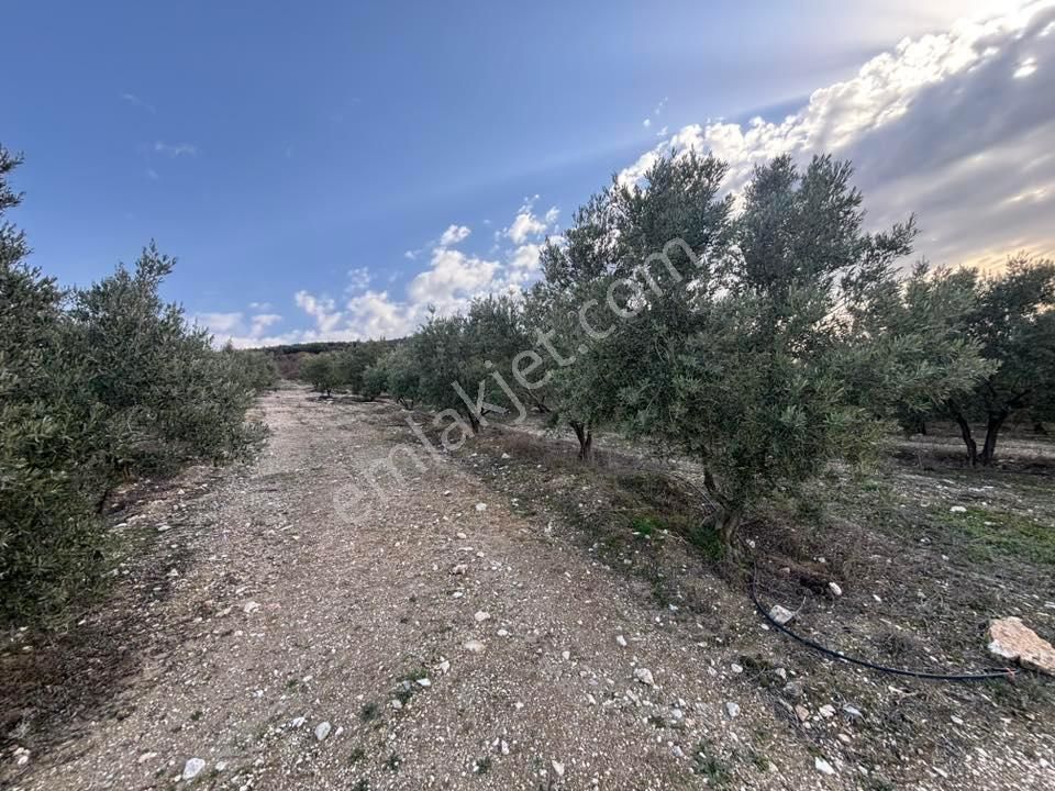 Tc Emlaktan Satılık 70 Dönüm Zeytinlik ! Elekktrik Su - Görsel 32