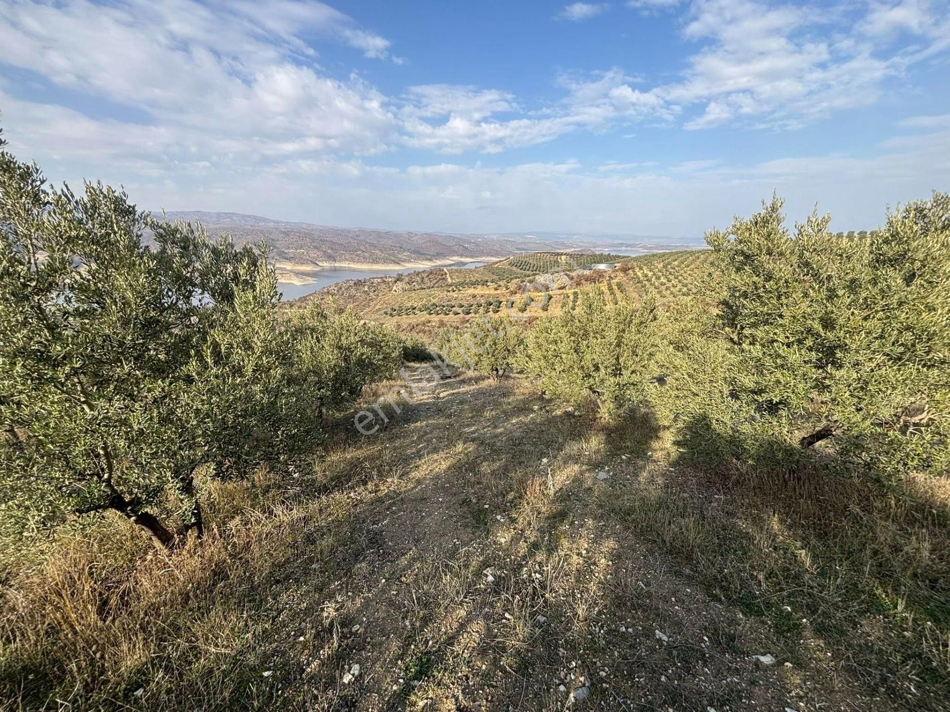 Tc Emlaktan Satılık 70 Dönüm Zeytinlik ! Elekktrik Su - Görsel 29