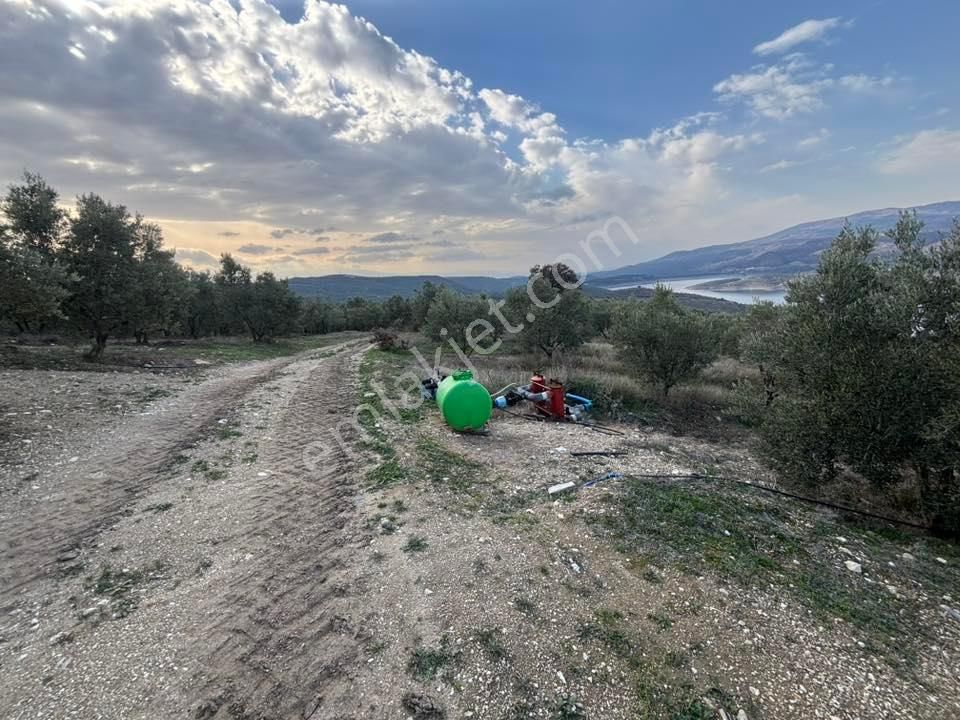 Tc Emlaktan Satılık 70 Dönüm Zeytinlik ! Elekktrik Su - Görsel 27