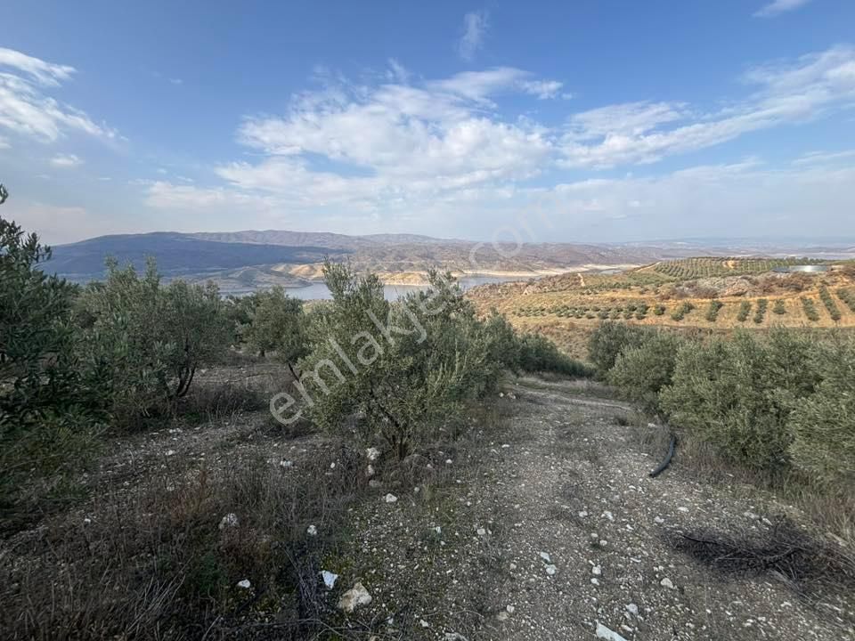 Tc Emlaktan Satılık 70 Dönüm Zeytinlik ! Elekktrik Su - Görsel 9
