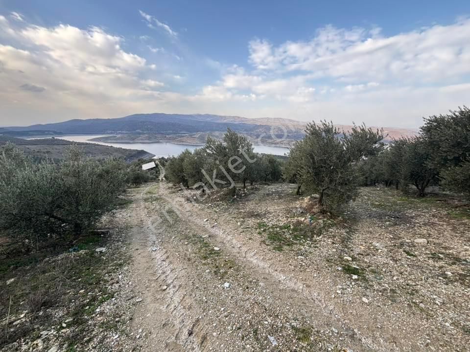 Tc Emlaktan Satılık 70 Dönüm Zeytinlik ! Elekktrik Su - Görsel 23