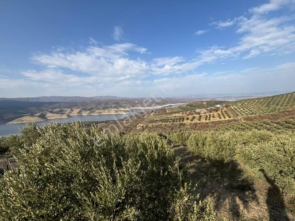 Tc Emlaktan Satılık 70 Dönüm Zeytinlik ! Elekktrik Su - Görsel 26