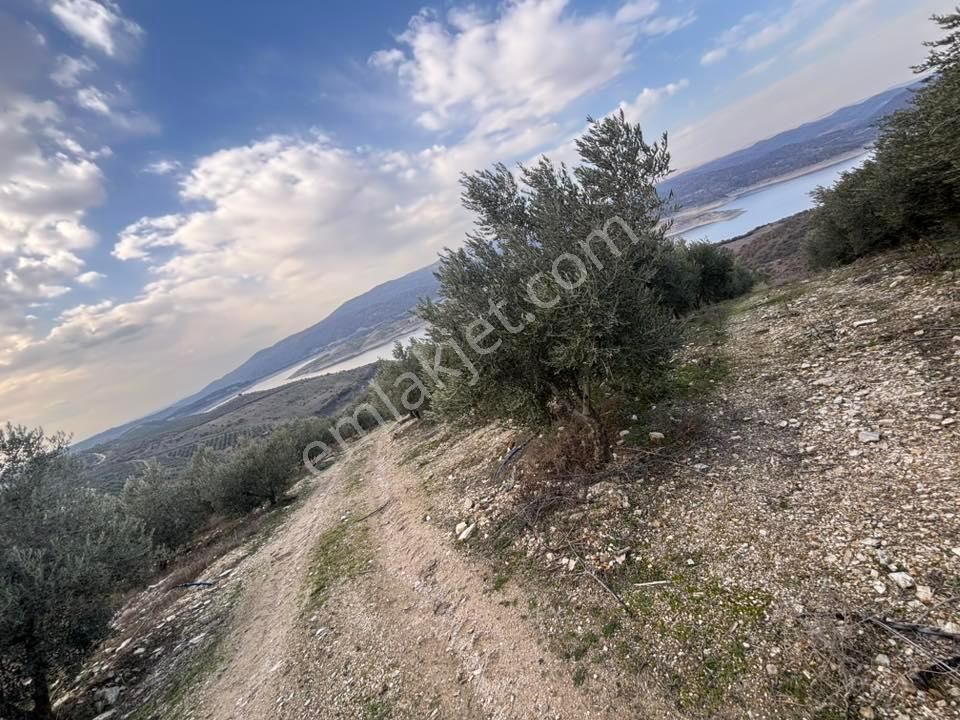 Tc Emlaktan Satılık 70 Dönüm Zeytinlik ! Elekktrik Su - Görsel 30