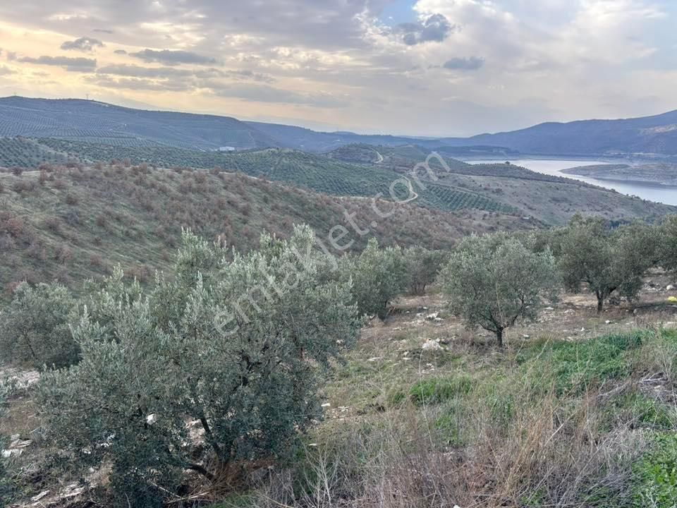Tc Emlaktan Satılık 70 Dönüm Zeytinlik ! Elekktrik Su - Görsel 10