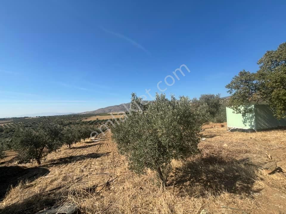 Tc Emlaktan Satılık 48 Dönüm Zeytinlik ' Boş Tarla Fiyatına ! ! ! - Görsel 17