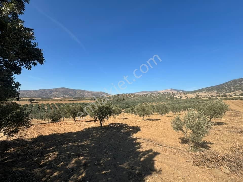 Tc Emlaktan Satılık 48 Dönüm Zeytinlik ' Boş Tarla Fiyatına ! ! ! - Görsel 5